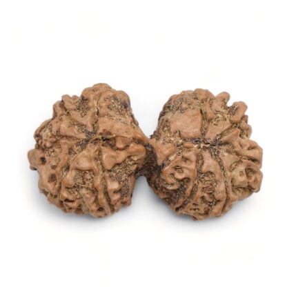 Gauri-Shankar-Rudraksha-Nepal-9-Back