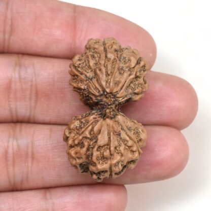 Gauri-Shankar-Rudraksha-Nepal-9-Hand