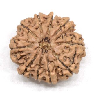 10-Mukhi-Rudraksha-Nepal-Collector-10