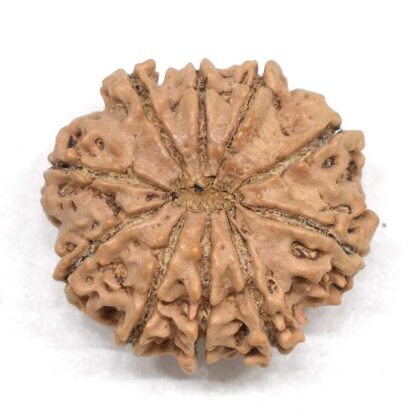 10-Mukhi-Rudraksha-Nepal-Collector-10-Back