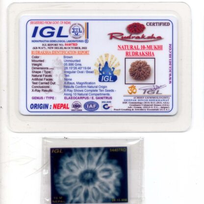 10-Mukhi-Rudraksha-Nepal-Collector-10-Certificate