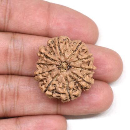 10-Mukhi-Rudraksha-Nepal-Collector-10-Hand
