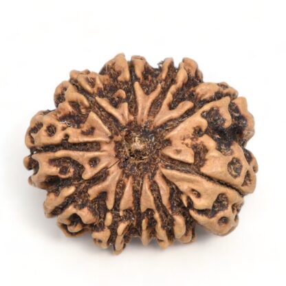 10-Mukhi-Rudraksha-Nepal-Collector-12