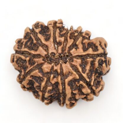 10-Mukhi-Rudraksha-Nepal-Collector-12-Back