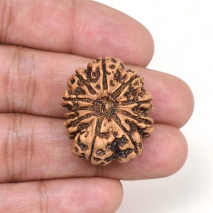 10-Mukhi-Rudraksha-Nepal-Collector-12-Hand