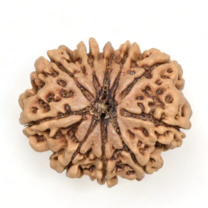 10-Mukhi-Rudraksha-Nepal-Collector-13