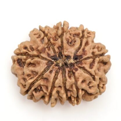 10-Mukhi-Rudraksha-Nepal-Collector-13-Back