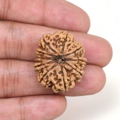 10-Mukhi-Rudraksha-Nepal-Collector-13-Hand