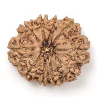 10-Mukhi-Rudraksha-Nepal-Collector-14