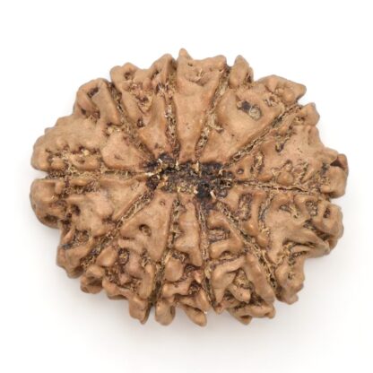 10-Mukhi-Rudraksha-Nepal-Collector-14-Back