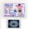 10-Mukhi-Rudraksha-Nepal-Collector-14-Certificate