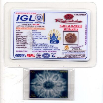 10-Mukhi-Rudraksha-Nepal-Collector-14-Certificate