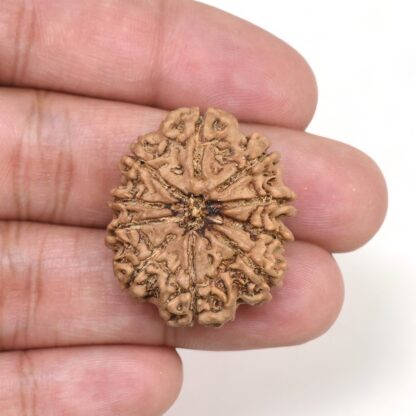 10-Mukhi-Rudraksha-Nepal-Collector-14-Hand