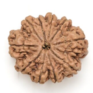 10-Mukhi-Rudraksha-Nepal-Collector-15