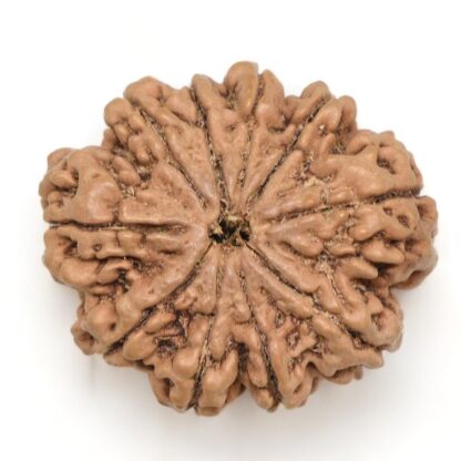 10-Mukhi-Rudraksha-Nepal-Collector-15