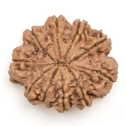 10-Mukhi-Rudraksha-Nepal-Collector-15-Back