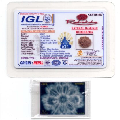 10-Mukhi-Rudraksha-Nepal-Collector-15-Certificate