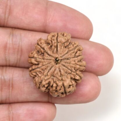 10-Mukhi-Rudraksha-Nepal-Collector-15-Hand