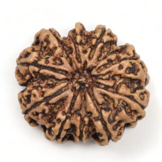 10-Mukhi-Rudraksha-Nepal-Collector-16