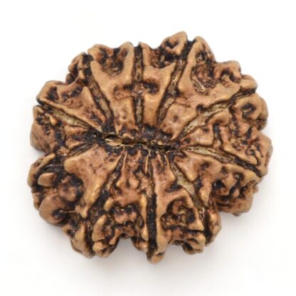 10-Mukhi-Rudraksha-Nepal-Collector-16-Back