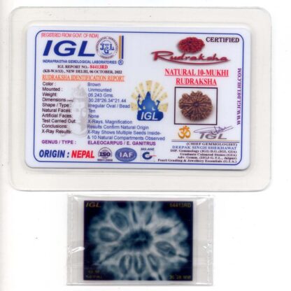 10-Mukhi-Rudraksha-Nepal-Collector-16-Certificate