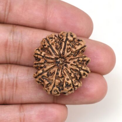 10-Mukhi-Rudraksha-Nepal-Collector-16-Hand