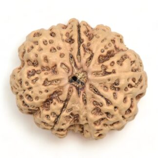 10-Mukhi-Rudraksha-Nepal-Collector-17