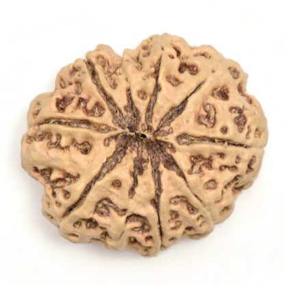 10-Mukhi-Rudraksha-Nepal-Collector-17-Back