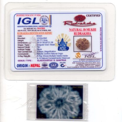 10-Mukhi-Rudraksha-Nepal-Collector-17-Certificate
