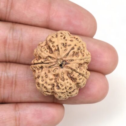 10-Mukhi-Rudraksha-Nepal-Collector-17-Hand