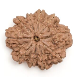 10-Mukhi-Rudraksha-Nepal-Collector-18