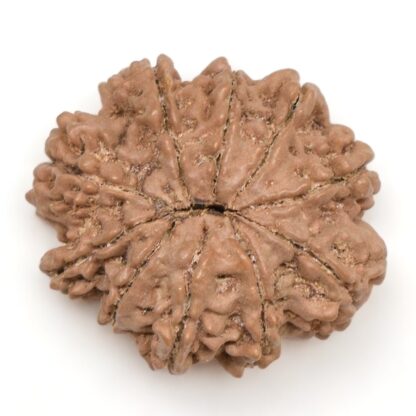 10-Mukhi-Rudraksha-Nepal-Collector-18-Back