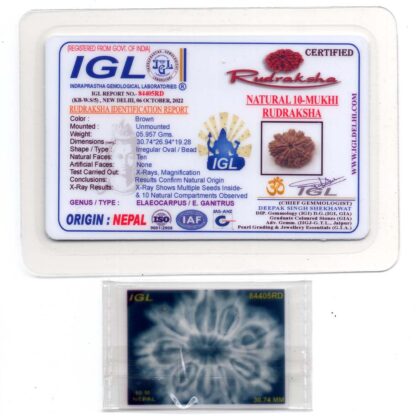 10-Mukhi-Rudraksha-Nepal-Collector-18-Certificate
