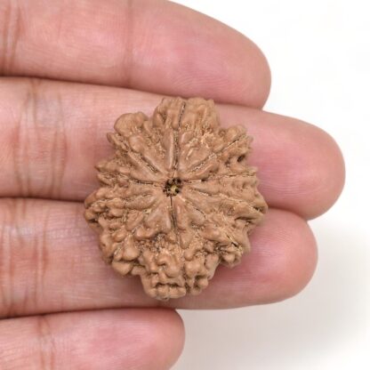 10-Mukhi-Rudraksha-Nepal-Collector-18-Hand
