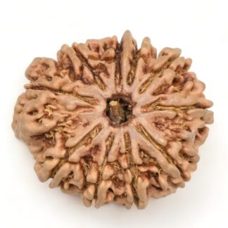 10-Mukhi-Rudraksha-Nepal-Collector-19