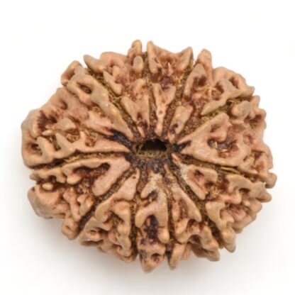 10-Mukhi-Rudraksha-Nepal-Collector-19-Back