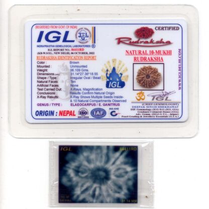 10-Mukhi-Rudraksha-Nepal-Collector-19-Certificate