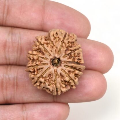 10-Mukhi-Rudraksha-Nepal-Collector-19-Hand