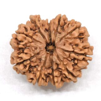 10-Mukhi-Rudraksha-Nepal-Collector-20