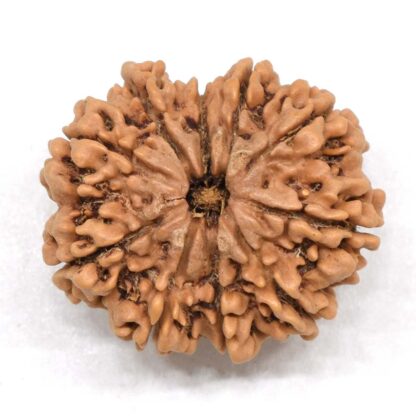 10-Mukhi-Rudraksha-Nepal-Collector-20
