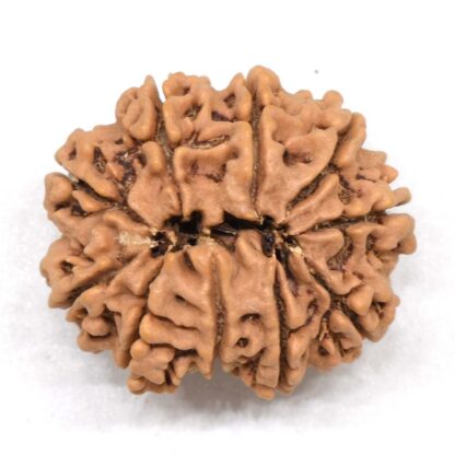 10-Mukhi-Rudraksha-Nepal-Collector-20-Back