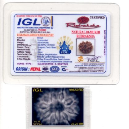 10-Mukhi-Rudraksha-Nepal-Collector-20-Certificate