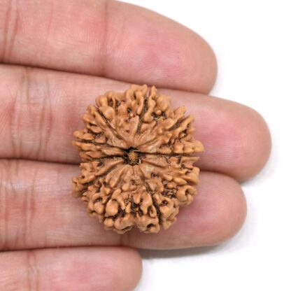 10-Mukhi-Rudraksha-Nepal-Collector-20-Hand