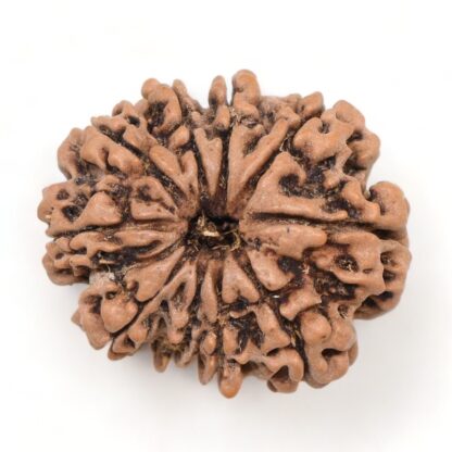 10-Mukhi-Rudraksha-Nepal-Collector-21