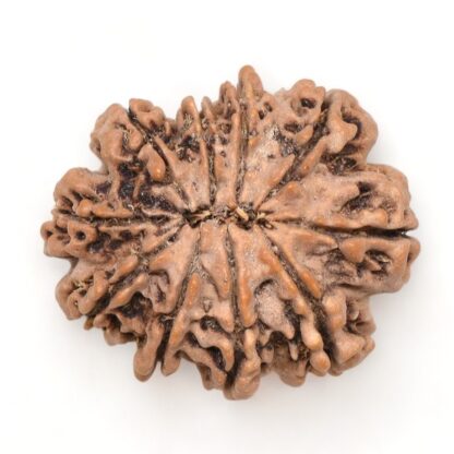 10-Mukhi-Rudraksha-Nepal-Collector-21-Back