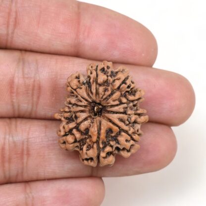 10-Mukhi-Rudraksha-Nepal-Collector-21-Hand