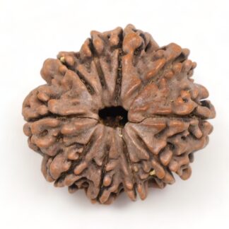 10-Mukhi-Rudraksha-Nepal-Collector-22