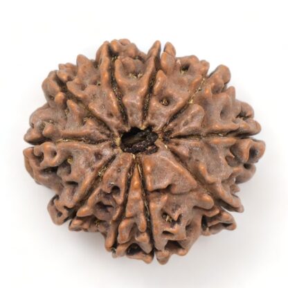 10-Mukhi-Rudraksha-Nepal-Collector-22-Back