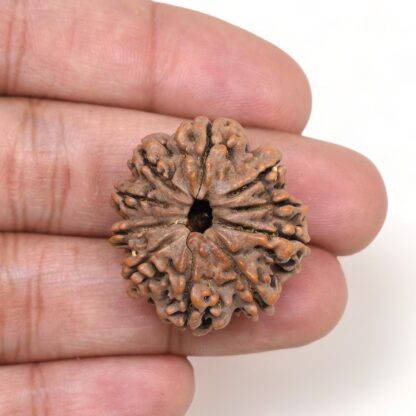 10-Mukhi-Rudraksha-Nepal-Collector-22-Hand