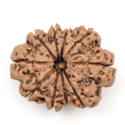 10-Mukhi-Rudraksha-Nepal-Collector-23